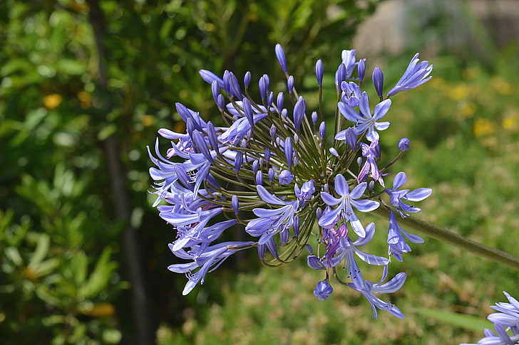 bleu, botanique, ocoratif oignon, fleur, floraison, flore, jardin, Sfondo HD