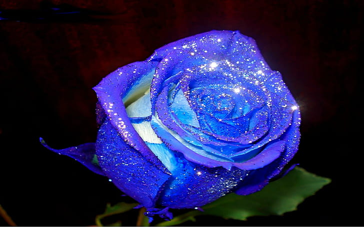 Special Delication To All In Desktopnexus, sparkling, lovely, roses, romantic, nature, flower, caring, abstract, blue, beauty, 3d and abstract, HD wallpaper