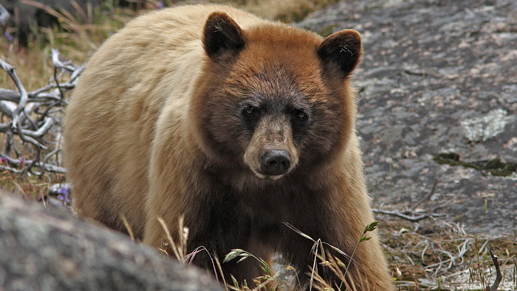 beruang layar lebar, Wallpaper HD