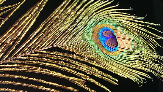 peacock desktop, HD wallpaper HD wallpaper
