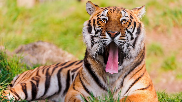 tiger yawn image, HD wallpaper