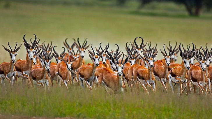 Africa, South Africa, Kalahari, antelope jumping, African antelope, Springbok, HD wallpaper