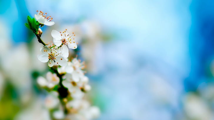 Makroblommablomning Cherry Blossom HD, natur, blomma, makro, blomning, körsbär, HD tapet