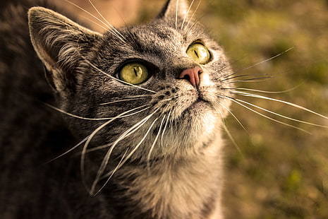 gato tigrado marrom, gato, olhos de gato, animais, olhos amarelos, grama, nariz, HD papel de parede HD wallpaper