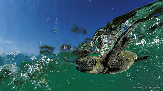 Оливковая морская черепаха Ридли, Коста-Рика, Ocean Life, HD обои HD wallpaper