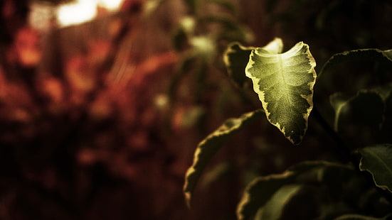 grünblättrige Pflanze, Blätter, Natur, Schärfentiefe, Makro, Pflanzen, HD-Hintergrundbild HD wallpaper