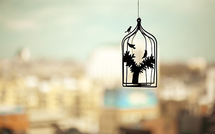 black hanging decor, photography, silhouette, cages, birds, trees, depth of field, cityscape, HD wallpaper