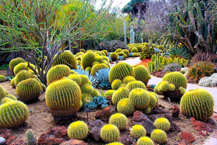 Kaktus, Pflanzen, Dornen, Blumen, HD-Hintergrundbild