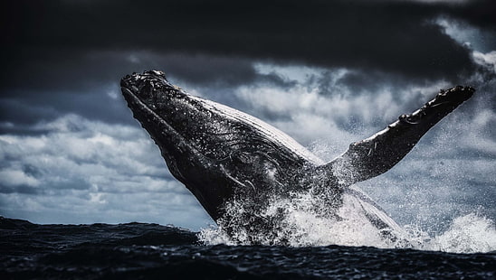 สัตว์, วาฬหลังค่อม, การทำลาย, ปลาวาฬ, วอลล์เปเปอร์ HD HD wallpaper