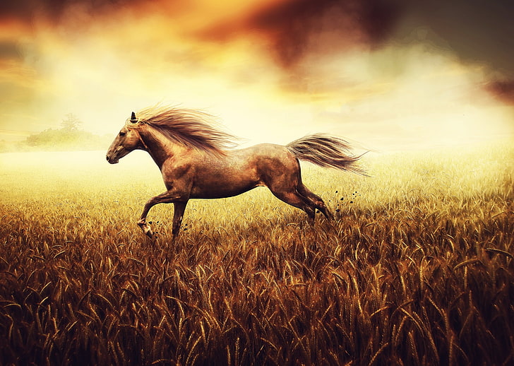 brown horse, wheat, field, stones, background, horse, earth, paint, figure, tail, pastel, canvas, tone, hooves, the freedom of the spirit, HD wallpaper