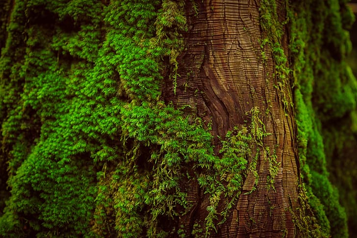 macro, tree, moss, trunk, bark, HD wallpaper