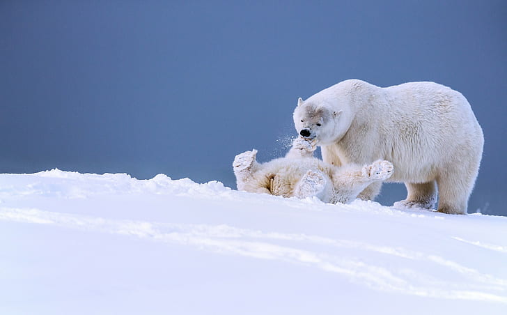 Polar bears in Alaska, 2 polar bears, snow, winter, bears, bear, cub, Alaska, the game, fun, polar bears, HD wallpaper