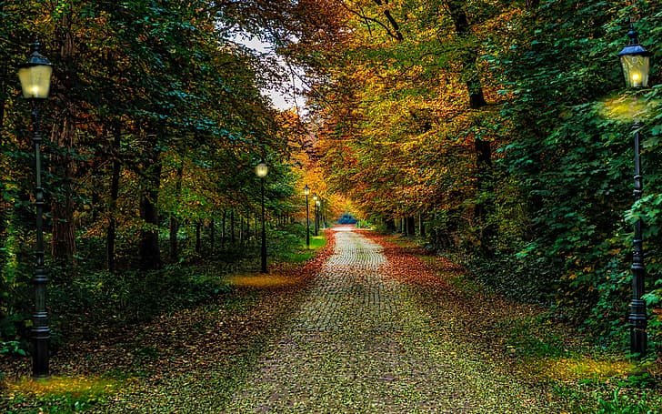 autumn, leaves, trees, Park, lights, Netherlands, path, HD wallpaper