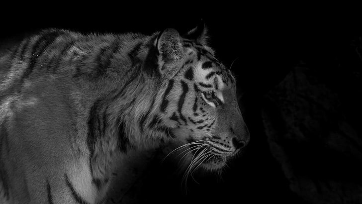 fotografia, animali, bianco e nero, Sfondo HD