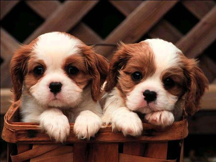puppies, dog, HD wallpaper