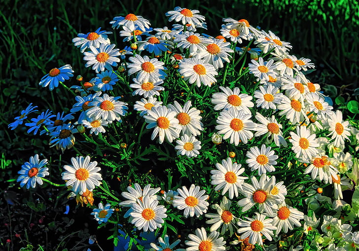 chamomile, flowerbed, a lot, HD wallpaper
