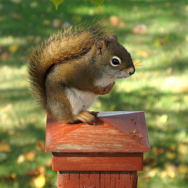 macrofotografia di scoiattolo in cima al telaio in acciaio marrone, scoiattolo rosso, scoiattolo rosso, scoiattolo rosso, macrofotografia, in cima, marrone, telaio in acciaio, animale, mammifero, rongeur, roditore, Sciuridae, Tamiasciurus hudsonicus, scoiattolo di pino, natura, Québec, Canada, Canon PowerShot G7, GG, scoiattolo, all'aperto, fauna selvatica, albero, autunno, carino, foresta, Sfondo HD
