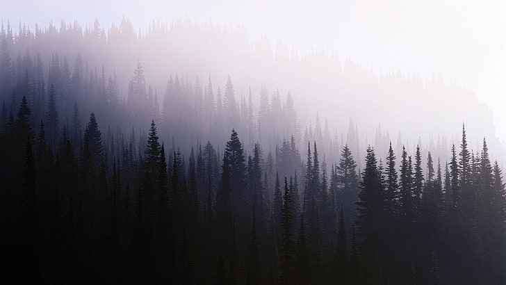 black pine trees, mist, trees, forest, nature, HD wallpaper