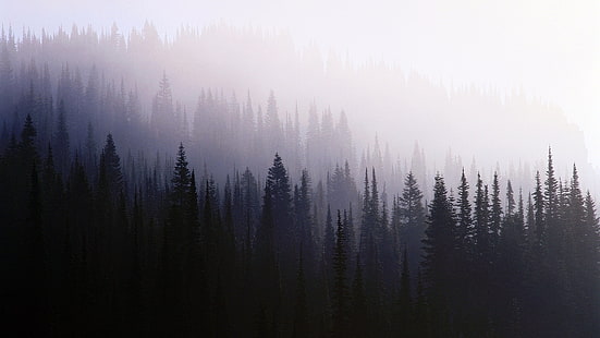 black pine trees, mist, trees, forest, nature, HD wallpaper HD wallpaper