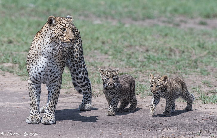 depredadores, familia, África, gatos salvajes, trío, leopardos, madre, cachorros, Fondo de pantalla HD