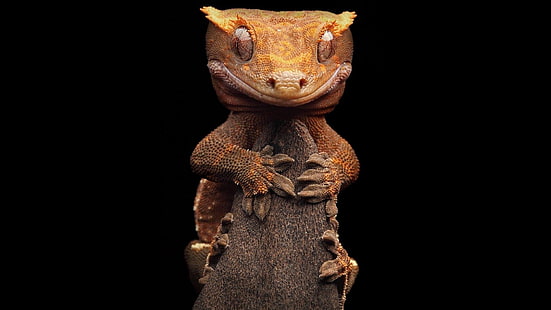 Reptilien, Gecko, Eidechse, HD-Hintergrundbild HD wallpaper