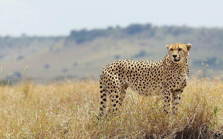 Cheetah Wild Cat Nature, cheetah coklat, cheetah, liar, alam, Wallpaper HD