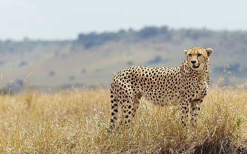 Cheetah Wild Cat Nature, gepard brunatny, gepard, dziki, natura, Tapety HD HD wallpaper