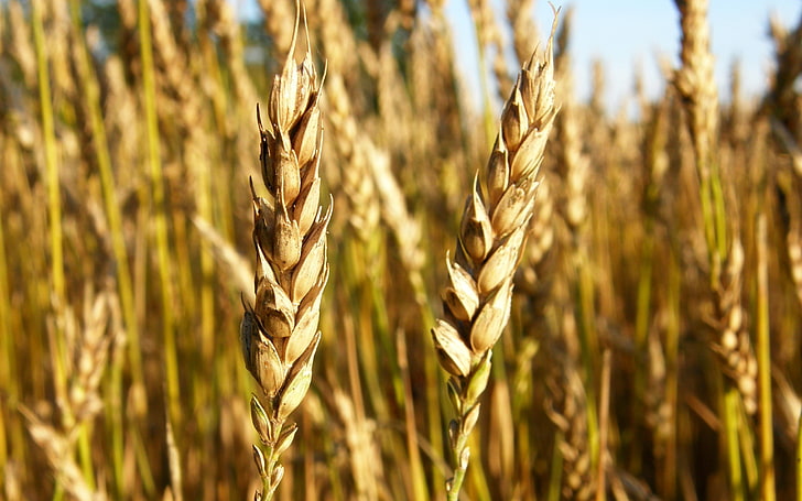 blé, macro, plantes, Fond d'écran HD
