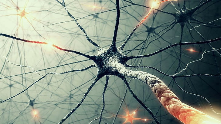 neurons, HD wallpaper