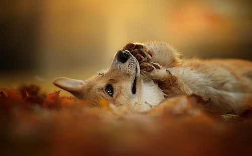 autunno, natura, ciascuno, cane, gallese Corgi, Sfondo HD HD wallpaper