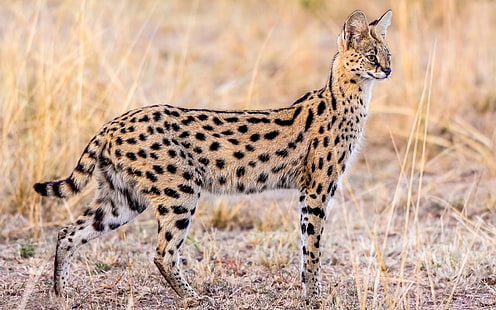 Animal serval, wildlife, cheetah animal, Animal, Serval, Wildlife, HD tapet HD wallpaper