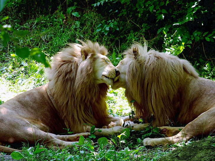 adorable, animals, beautiful, brother, delicious, forests, gay, good, grass, kissing, lions, love, lovely, natural, nature, nice, pair, pretty, romance, sweet, tagnotallowedtoosubjective, trees, tulips, wild, HD wallpaper