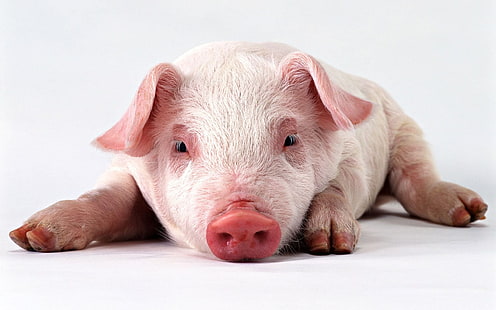 الخنازير، خلفية HD HD wallpaper