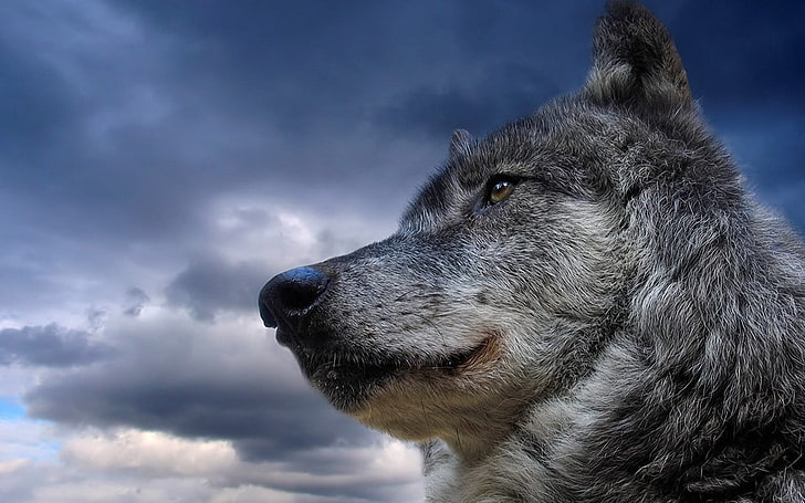 灰色オオカミ、オオカミ、自然、動物、 HDデスクトップの壁紙