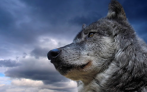 grauer Wolf, Wolf, Natur, Tiere, HD-Hintergrundbild HD wallpaper