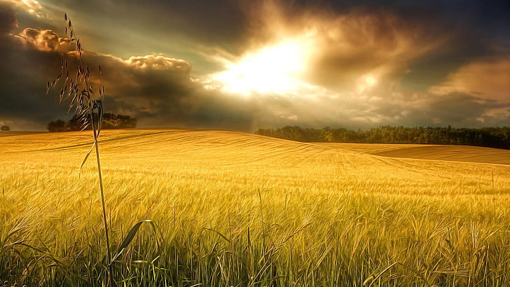 ligero, trigo, campo de trigo, tarde, llanura, prado, pradera, hierba, nube, cielo, dorado, oro, luz solar, mañana, ecosistema, pradera, campo, Fondo de pantalla HD