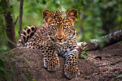 cucciolo di leopardo, leopardo, predatore, muso, gatto grande, Sfondo HD HD wallpaper