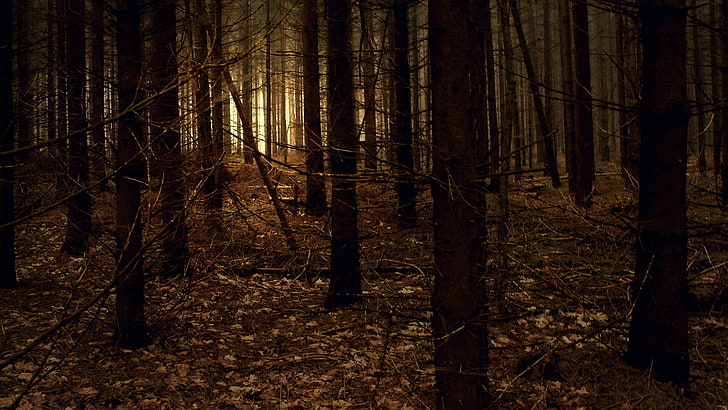 Wald digitale Tapete, Filmszene, Natur, Landschaft, Bäume, Wald, Herbst, Holz, Zweig, Sepia, Gelb, HD-Hintergrundbild