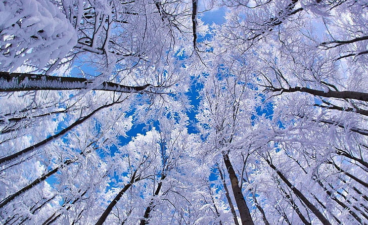 Alzando lo sguardo attraverso alberi, inverno, alberi a foglie bianche, stagioni, inverno, attraverso, guardando, alberi, Sfondo HD