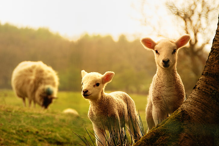 2つの子羊の子供、木、カブス、羊、子羊、 HDデスクトップの壁紙