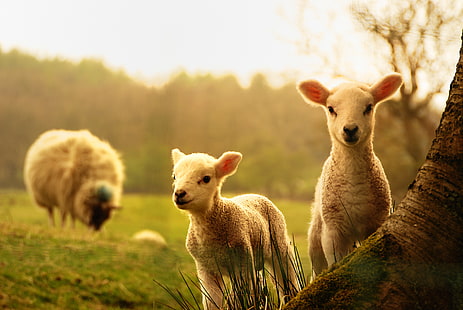 two lamb kids, tree, cubs, sheep, lambs, HD wallpaper HD wallpaper