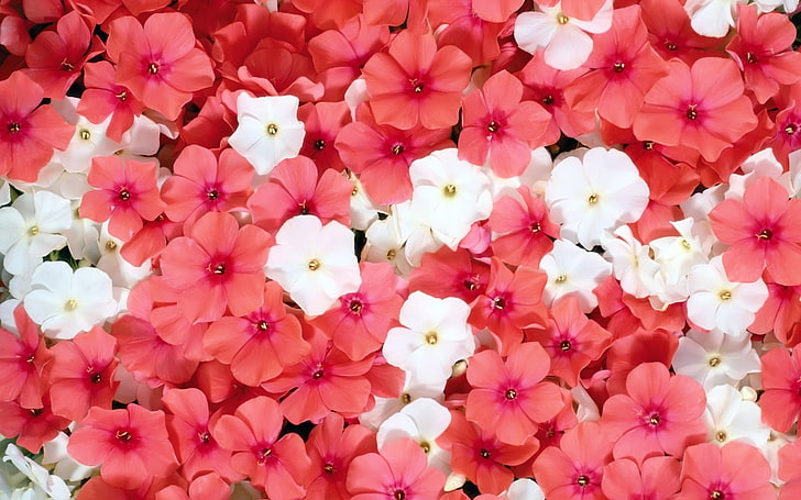 white and red flowers, flowers, small, white, pink, HD wallpaper