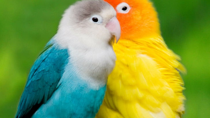 Love Birds S HD wallpaper