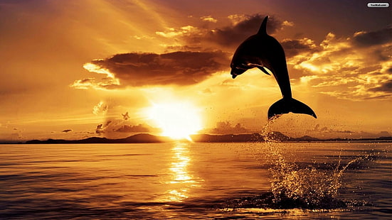 dauphins, saut, océan, coucher de soleil, Fond d'écran HD HD wallpaper