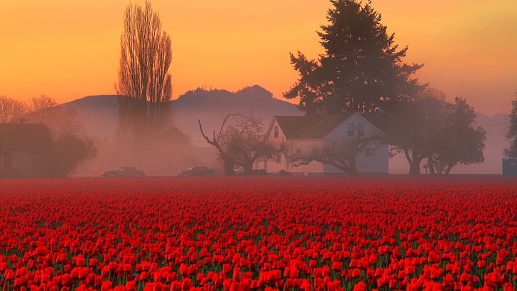 tulipani, campo, nebbia, Sfondo HD