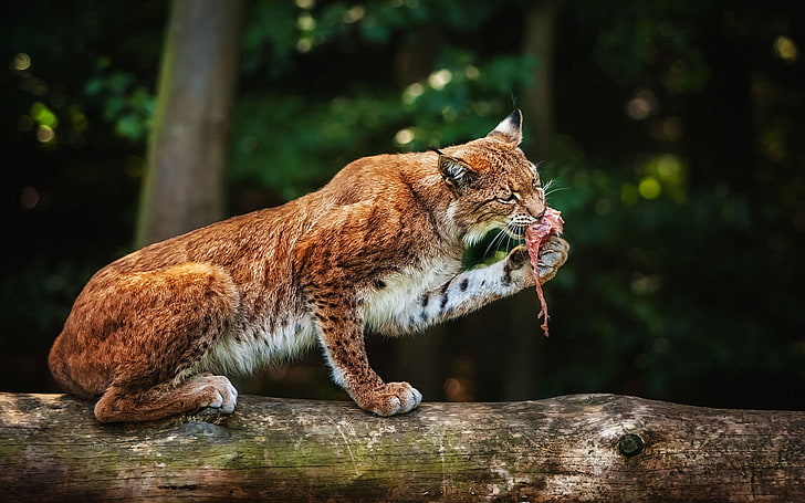 big orange and white cat, lynx, food, meat, carnivore, log, HD wallpaper