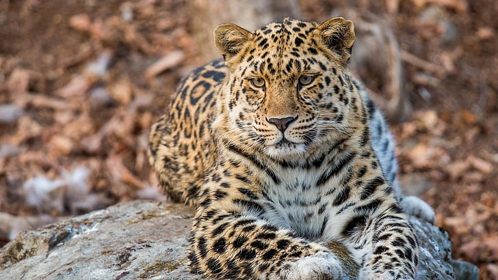 leopard, wildlife, terrestrial animal, amur leopard, land of the leopard national park, wilderness, whiskers, fauna, national park, big cats, russia, HD wallpaper