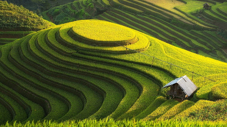 rice terraces, landscape, field, rice paddy, HD wallpaper