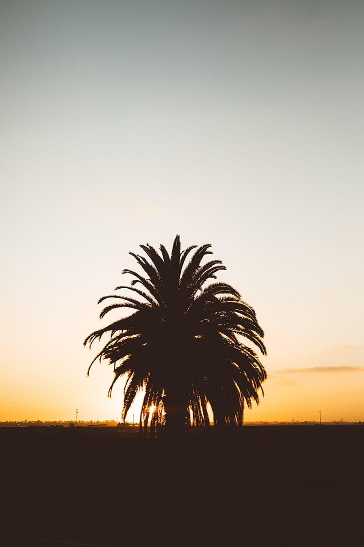 palm, sunset, shadows, horizon, silhouette, HD wallpaper