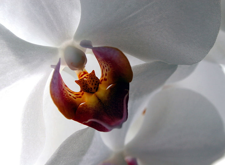 Белая орхидея, белый и розовый мотылек цветок орхидеи в макро фотографии, природа, цветы, белый, орхидея, белая орхидея, макро орхидеи, HD обои